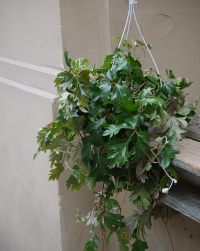 Cissus Ellen Danica_1.jpg