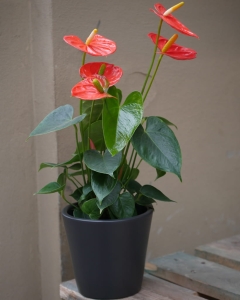 Anturium andr. Stilo