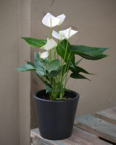 Anturium andr. Elido