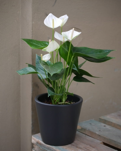 Anturium andr. Elido_1.jpg