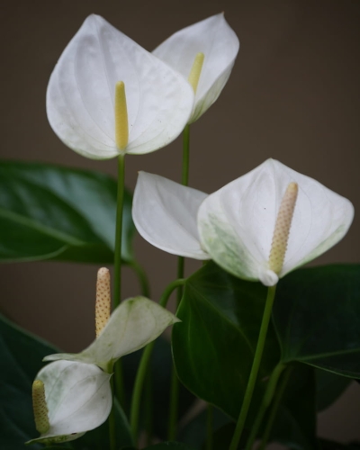 Anturium andr. Elido_2.jpg