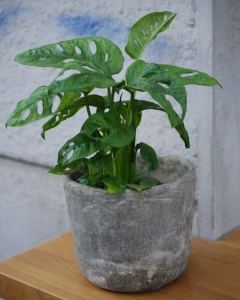 Monstera 'Monkey Mask'