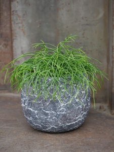 Rhipsalis Cashero