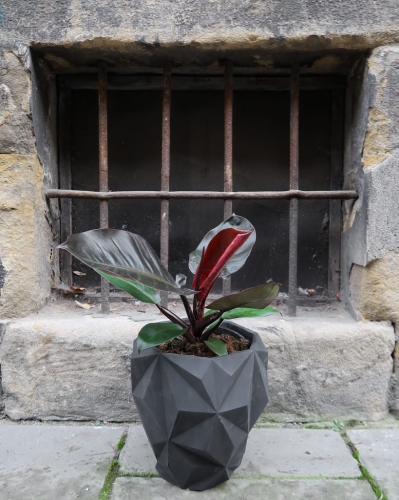 philodendron_black_cardinal_1.jpg