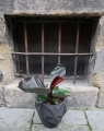 philodendron_black_cardinal_2.jpg