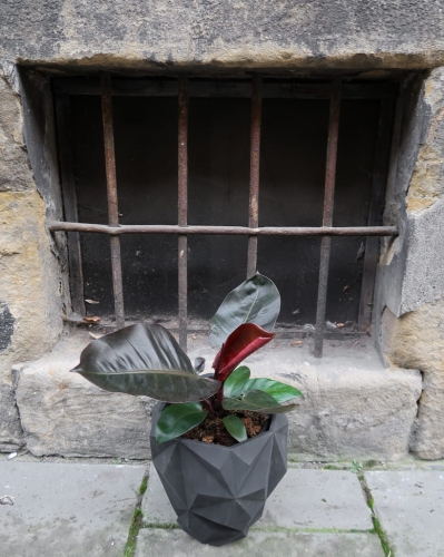 philodendron_black_cardinal_2.jpg