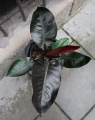 philodendron_black_cardinal_3.jpg