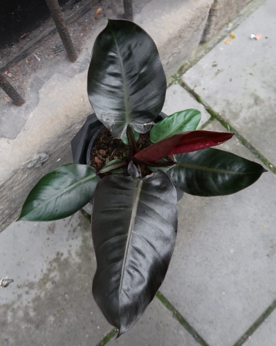 philodendron_black_cardinal_3.jpg