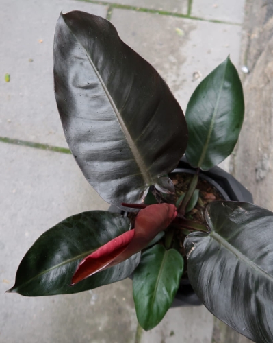 philodendron_black_cardinal_4.jpg