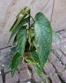 begonia_albopicta_2.jpg