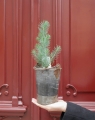 pinus_silver_crest_s_1.jpg