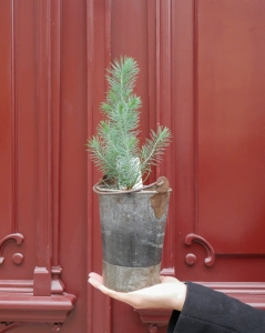 Pinus Silver Crest S