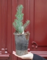 pinus_silver_crest_s_2.jpg