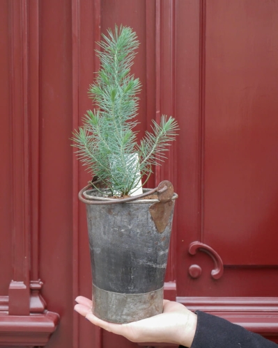 pinus_silver_crest_s_2.jpg