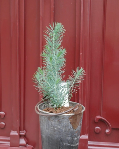 pinus_silver_crest_s_3.jpg